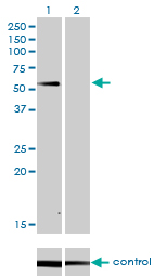 1 - SUOX Antibody (monoclonal) (M01) AT4105a