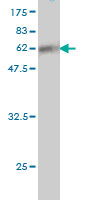1 - SUPT3H Antibody (monoclonal) (M01A) AT4107a
