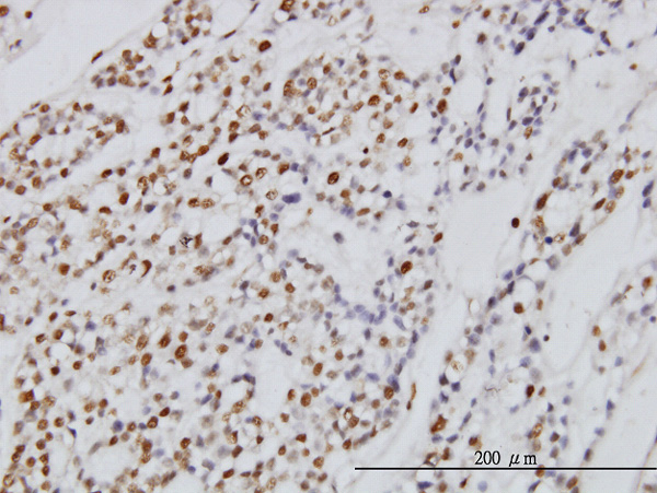 2 - SYMPK Antibody (monoclonal) (M03) AT4118a