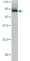 1 - SYMPK Antibody (monoclonal) (M03) AT4118a