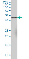 1 - SYT11 Antibody (monoclonal) (M03) AT4127a