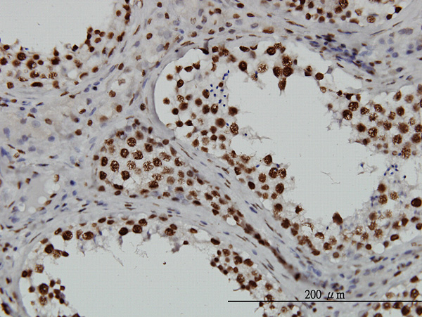 2 - TAF11 Antibody (monoclonal) (M01) AT4138a