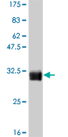 1 - TAF11 Antibody (monoclonal) (M01) AT4138a