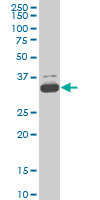 1 - TAF11 Antibody (monoclonal) (M01) AT4138a