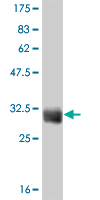 1 - TAF11 Antibody (monoclonal) (M03) AT4139a