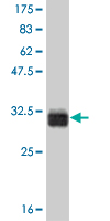 1 - TAF11 Antibody (monoclonal) (M04) AT4140a
