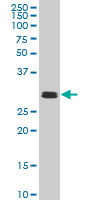 1 - TAF11 Antibody (monoclonal) (M04) AT4140a
