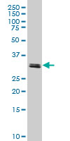1 - TAF11 Antibody (monoclonal) (M06) AT4141a