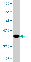 1 - TAF12 Antibody (monoclonal) (M11) AT4142a