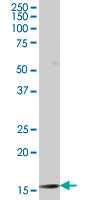 1 - TAF12 Antibody (monoclonal) (M11) AT4142a