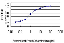 10 - TAF1L Antibody (monoclonal) (M01) AT4145a