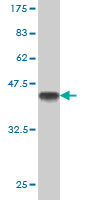 1 - TAF1L Antibody (monoclonal) (M01) AT4145a