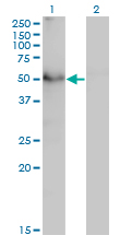 1 - TAPBPL Antibody (monoclonal) (M02) AT4151a