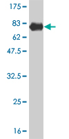 1 - TCEA3 Antibody (monoclonal) (M07) AT4176a