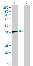 1 - TCEA3 Antibody (monoclonal) (M07) AT4176a