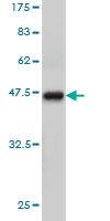 1 - TCEB3 Antibody (monoclonal) (M01) AT4180a