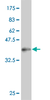 1 - TCEB3 Antibody (monoclonal) (M02) AT4181a