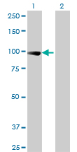 1 - TCEB3 Antibody (monoclonal) (M02) AT4181a