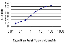 10 - TCFL5 Antibody (monoclonal) (M01) AT4193a