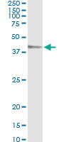 5 - TEAD4 Antibody (monoclonal) (M01) AT4202a