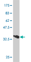 1 - TFAP2B Antibody (monoclonal) (M02) AT4212a