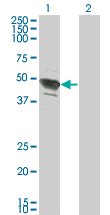 1 - TFAP2B Antibody (monoclonal) (M02) AT4212a