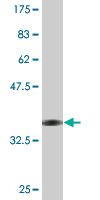 1 - TFEC Antibody (monoclonal) (M08) AT4220a