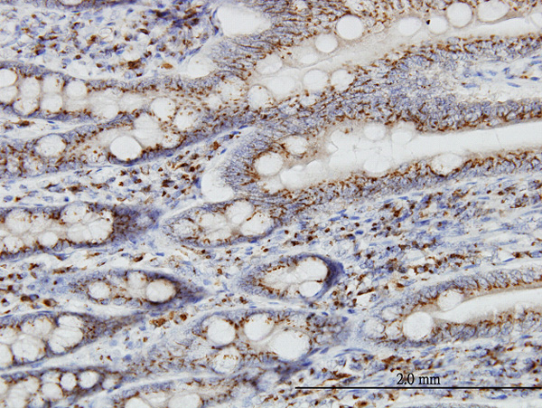 2 - TGOLN2 Antibody (monoclonal) (M02) AT4230a
