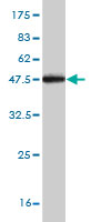 1 - TGOLN2 Antibody (monoclonal) (M02) AT4230a