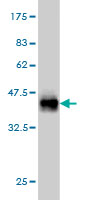 1 - THNSL1 Antibody (monoclonal) (M08) AT4233a