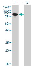 1 - THNSL1 Antibody (monoclonal) (M08) AT4233a