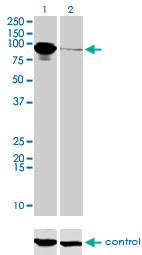 1 - THNSL1 Antibody (monoclonal) (M08) AT4233a