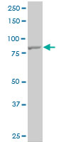 1 - TLR10 Antibody (monoclonal) (M01) AT4254a