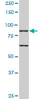 1 - TLR10 Antibody (monoclonal) (M01) AT4254a
