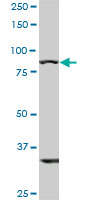 1 - TLR10 Antibody (monoclonal) (M01) AT4254a