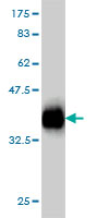 1 - TMEPAI Antibody (monoclonal) (M01) AT4265a