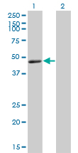 1 - TNFRSF19L Antibody (monoclonal) (M01) AT4278a