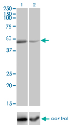 1 - TNFRSF19L Antibody (monoclonal) (M01) AT4278a