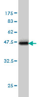 1 - TNFSF12 Antibody (monoclonal) (M01) AT4285a