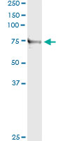 5 - TNXB Antibody (monoclonal) (M01) AT4296a