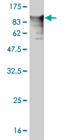 1 - TNXB Antibody (monoclonal) (M01) AT4296a