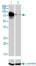 1 - TOP3B Antibody (monoclonal) (M01) AT4306a