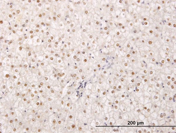 2 - TPRX1 Antibody (monoclonal) (M02) AT4325a