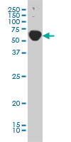 1 - TRAF3IP2 Antibody (monoclonal) (M01) AT4330a