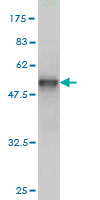 1 - TRAPPC4 Antibody (monoclonal) (M01) AT4334a