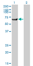 1 - TRIM16 Antibody (monoclonal) (M01) AT4341a