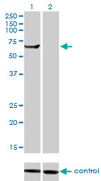 1 - TRIM16 Antibody (monoclonal) (M01) AT4341a