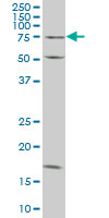 1 - TRIM16 Antibody (monoclonal) (M02) AT4342a