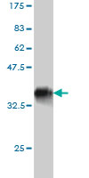 1 - TSC22D3 Antibody (monoclonal) (M01) AT4374a