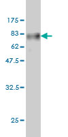 1 - TSC22D4 Antibody (monoclonal) (M06) AT4375a